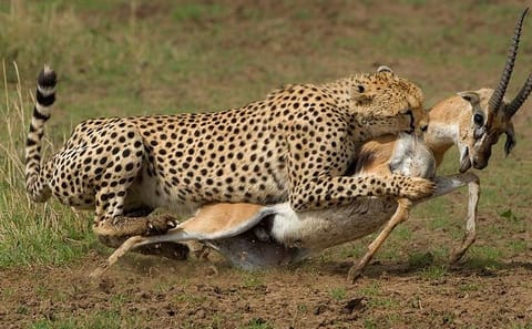 9-Day Safari Adventure in Kenya's National Parks