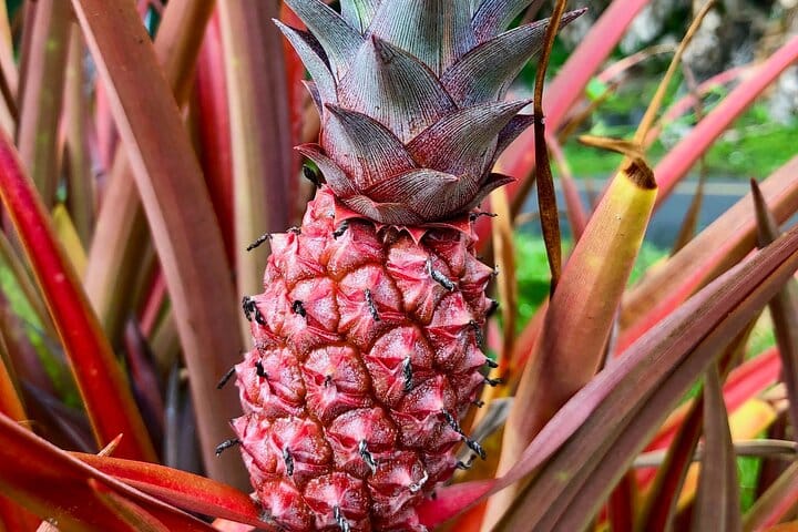 Private Big Island: History & Local Shopping Tour