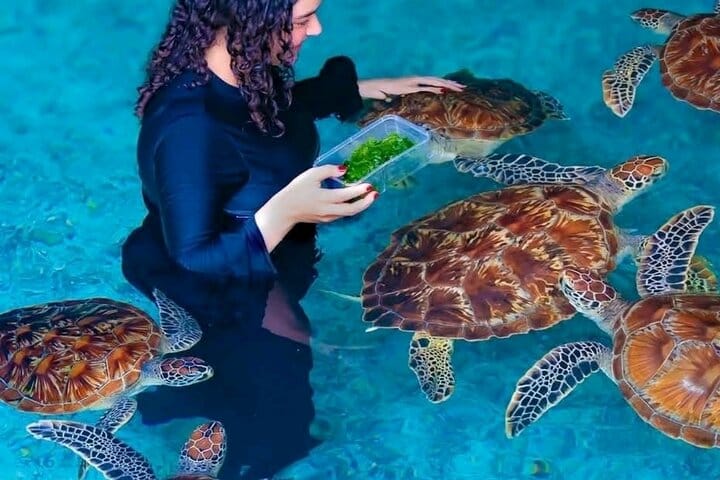 Zanzibar Swim with Dolphins and Turtles Visit at the Aquarium