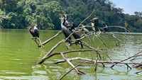 ​A group of black cormorants perched on fallen tree branches in Lake Duluti with a lush green forest background.