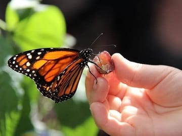 Butterfly World Antalya Tropical Sanctuary Optional Transfer