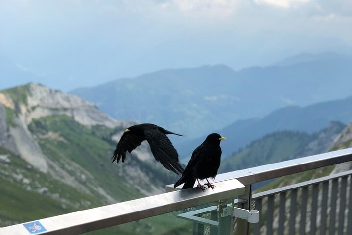 Mt. Pilatus & Lake Lucerne Cruise Small Group Tour | From Zurich 5