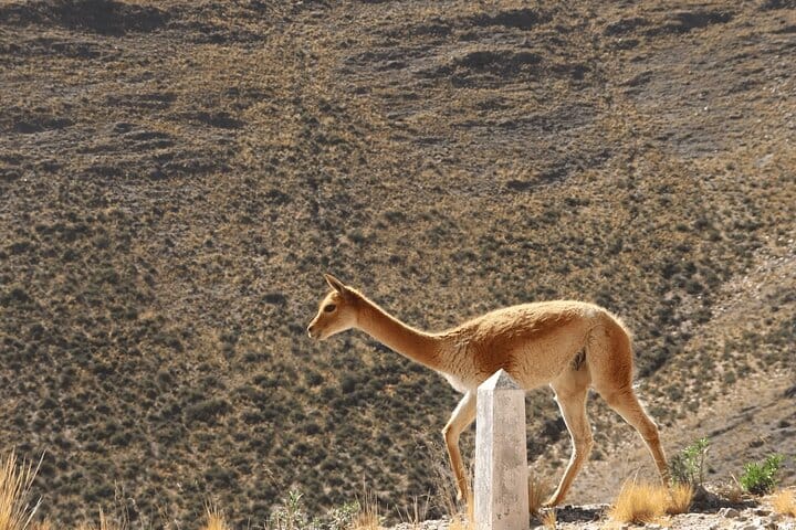 From Jujuy: Full-Day Tour to Salinas Grandes and Purmamarca 10