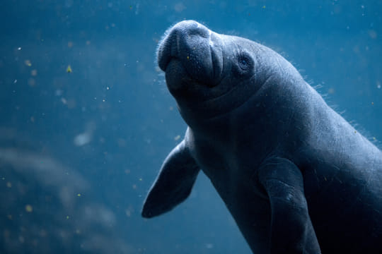 Manatee Encounter en Cozumel