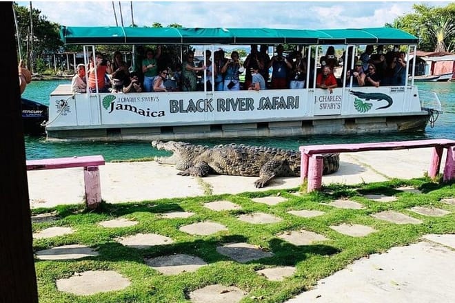 Black River Safari Guided Tour & YS Falls Tour  2