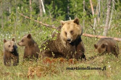 Bears in Martinselkonen