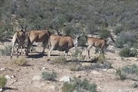 antelopes