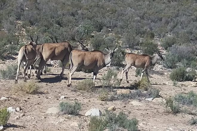 antelopes