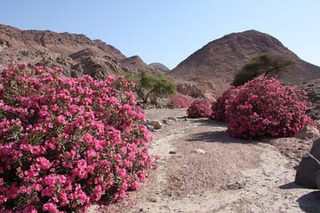 Private Overnight Nature Tour to Wadi Feynan from Amman