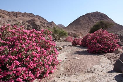 Private Wadi Feynan Experience and Overnight from Amman