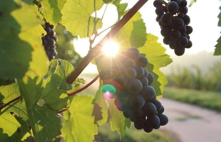 Moldova Wine Tour to Chateau Purcari Winery from Chisinau