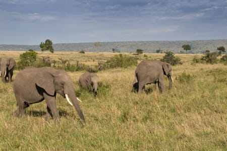 Ol Pejeta Conservancy & Chimpanzee Sanctuary Adventure from Nairobi