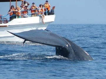 Whale Watching Tour in Mirissa from Negombo, Sri Lanka