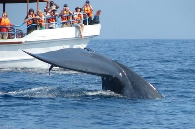 Mirissa Whale Watching Tour From Negombo 3