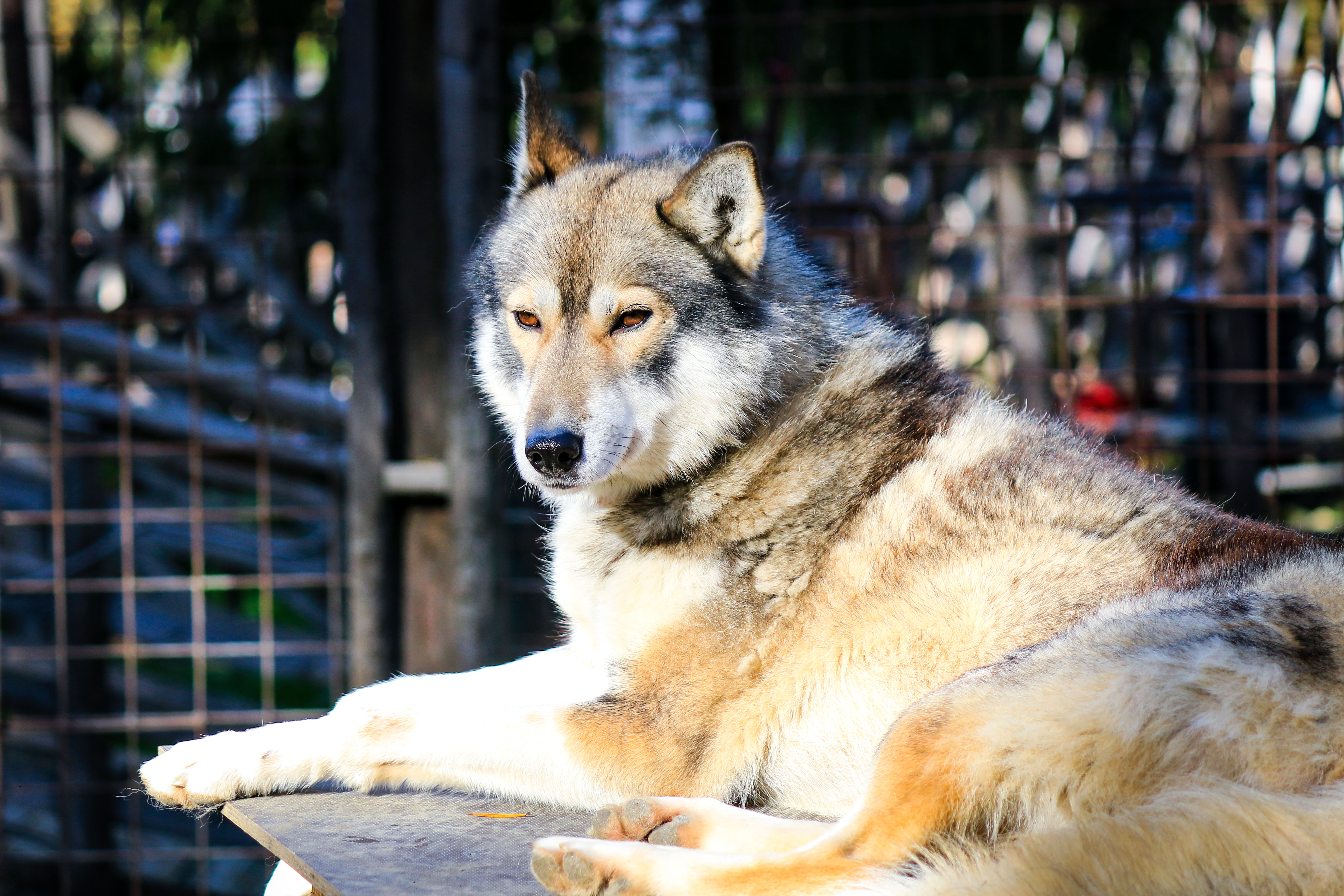 Husky Farm Visit in Rovaniemi