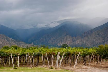 Private Wine Tasting and Vineyards Tour from Mendoza