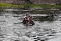 Hippos in the Zambezi
