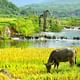 Pu Luong Nature Reserve 2 Days 1 Night Daily Depart From Hanoi