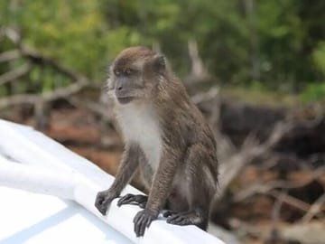 Langkawi Mangrove & Bat Cave Expedition: Sharing Boat With Option