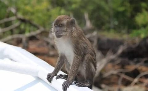 Langkawi Mangrove & Bat Cave Expedition: Sharing Boat With Option