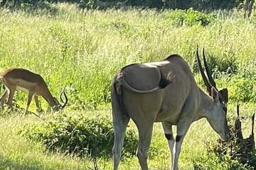Evening Game Drive and Bush Dinner in Victoria Falls