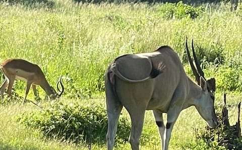Evening Game Drive and Bush Dinner in Victoria Falls