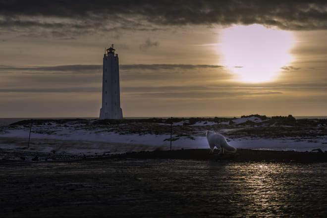 Small group Tour: Snæfellsnes Peninsula and Shark Museum