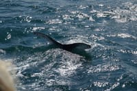 Whale watching - Downtown Reykjavík 9