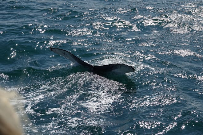 Whale watching - Downtown Reykjavík 9
