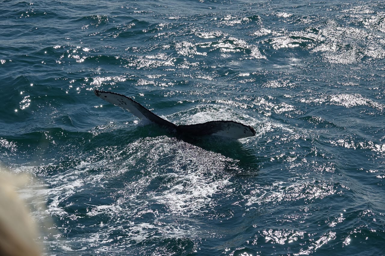 Whale watching - Downtown Reykjavík 9