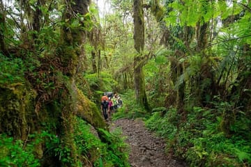8-Day Kilimanjaro Climb via Lemosho Route from Moshi