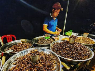 insects section