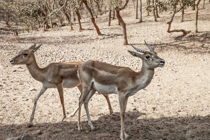 Nagpur to Bhopal via Pench & Satpura National Park