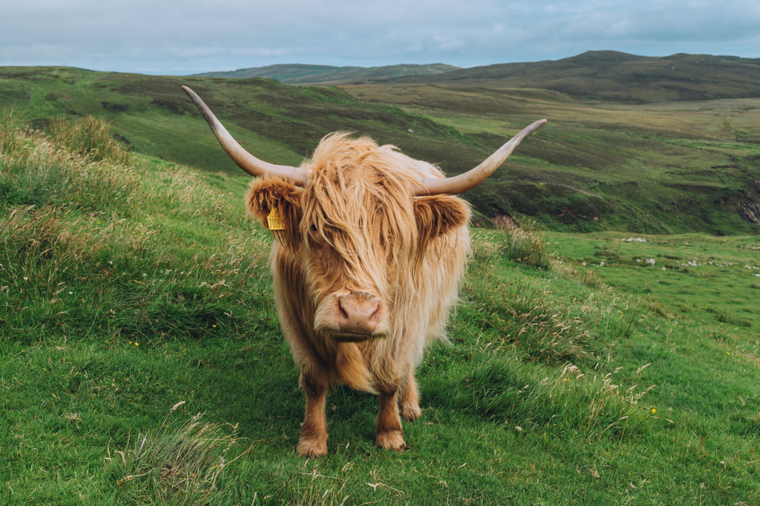 Cawdor Castle & Cairngorms National Park Explorer from Inverness