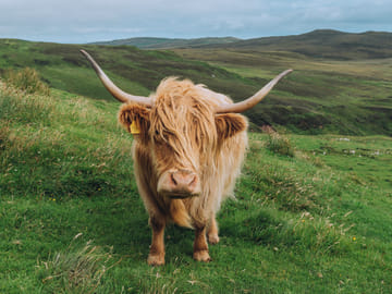 Cawdor Castle & Cairngorms National Park Explorer from Inverness