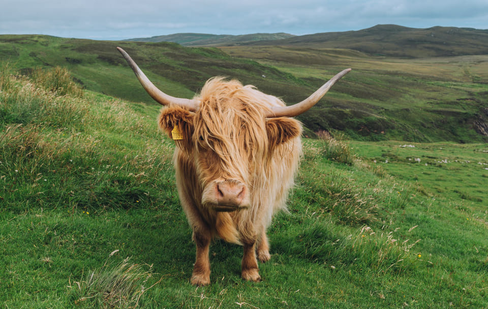 Cawdor Castle and Cairngorms National Park Day Trip from Inverness