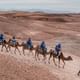 camel rides