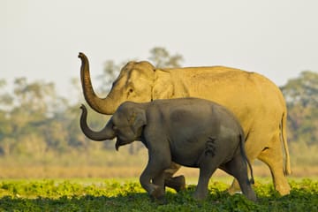 Guwahati Nature and Culture Tour: Kaziranga and Beyond