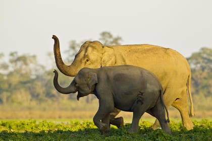 Assam Adventure: From National Parks to River Islands