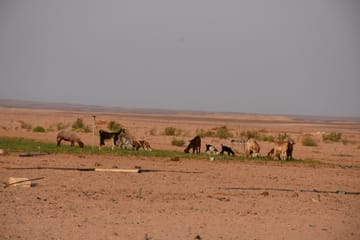 4x4 Desert Safari Adventure in Marsa Alam, Egypt