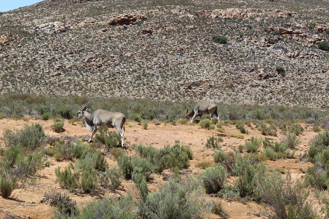 Antelope