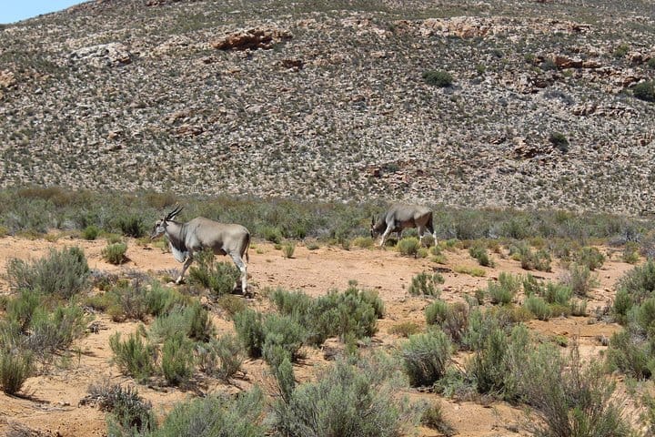 Antelope