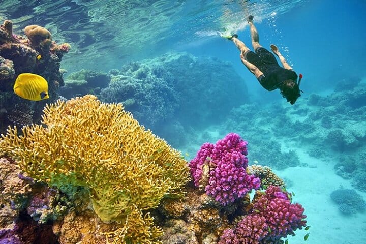 Snorkeling Day Trip With Dugong And Turtles Marsa Mubarak By Boat 6
