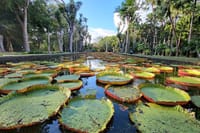 Discover North Mauritius: Private & Tailored Full-Day Adventure  2