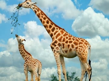 Half-Day Guided Tour of the Giraffe Center from Nairobi