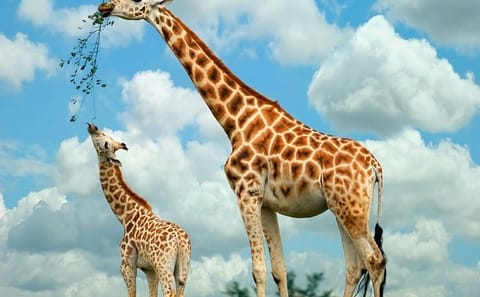 Half-Day Guided Tour of the Giraffe Center from Nairobi