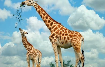 Half-Day Guided Tour of the Giraffe Center from Nairobi
