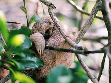 Wildlife and Cultural Tour in Dixon Cove, Honduras