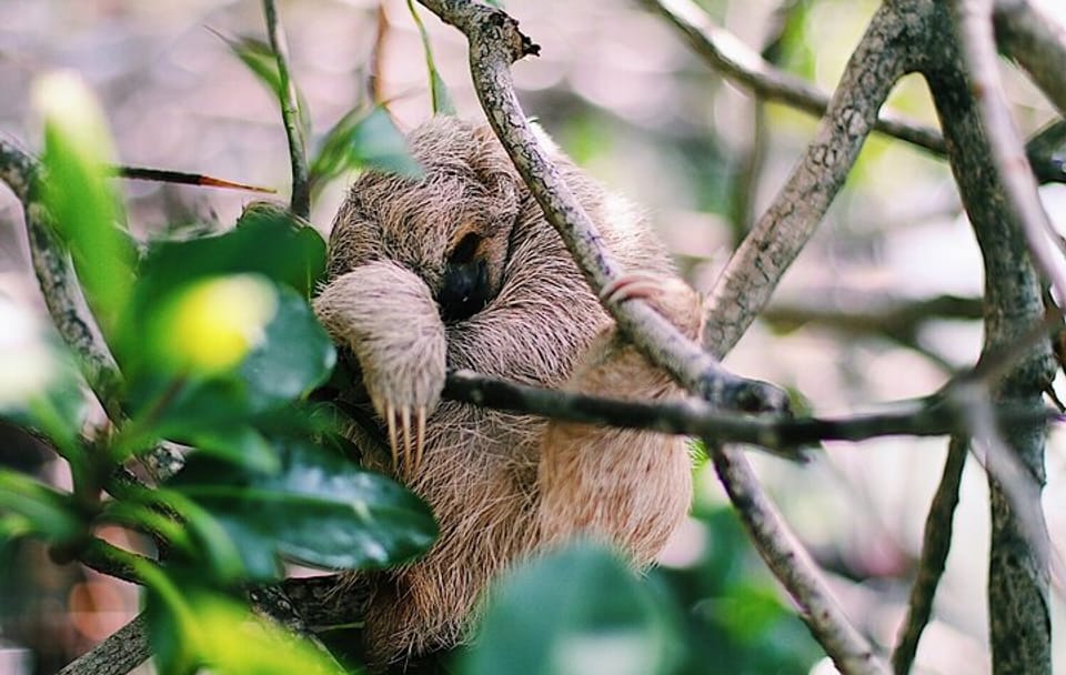 Monkeys & sloth hangout,Chocolate Factory,Rum Factory, island tour/Beach