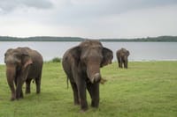 Polonnaruwa & Sigiriya One Day Tour (German & English) 2